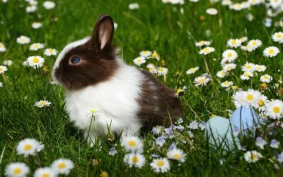 Le personnel du collège vous souhaite de belles vacances de printemps